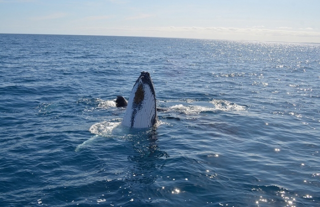  whale migrations 